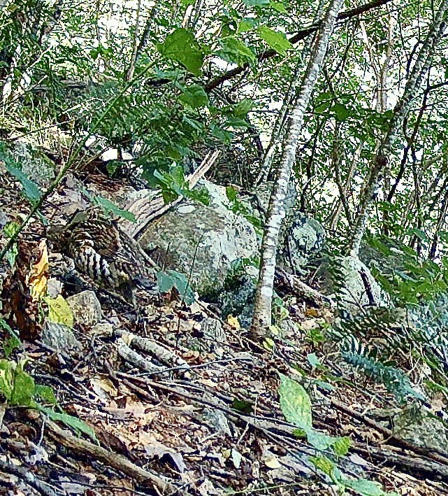 jeřábek kanadský - ML645855533