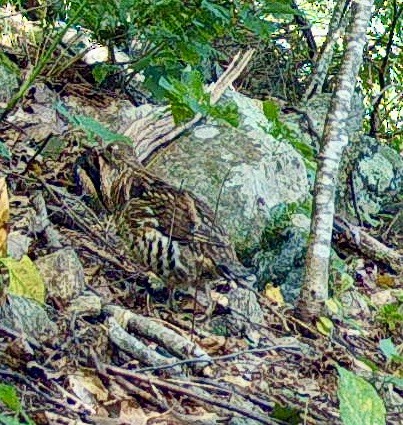 jeřábek kanadský - ML645855534