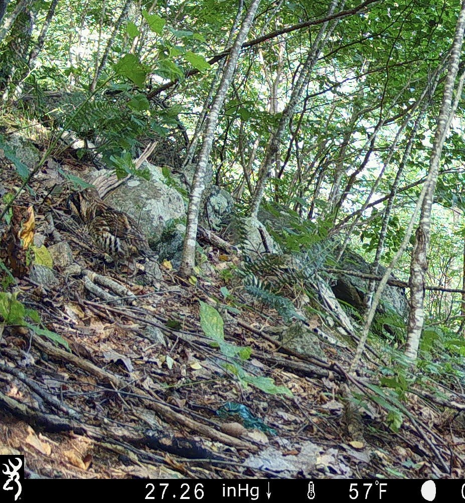 jeřábek kanadský - ML645855535