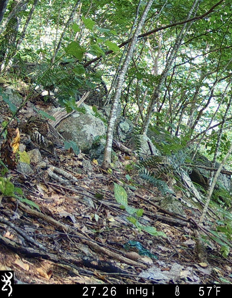 jeřábek kanadský - ML645855536