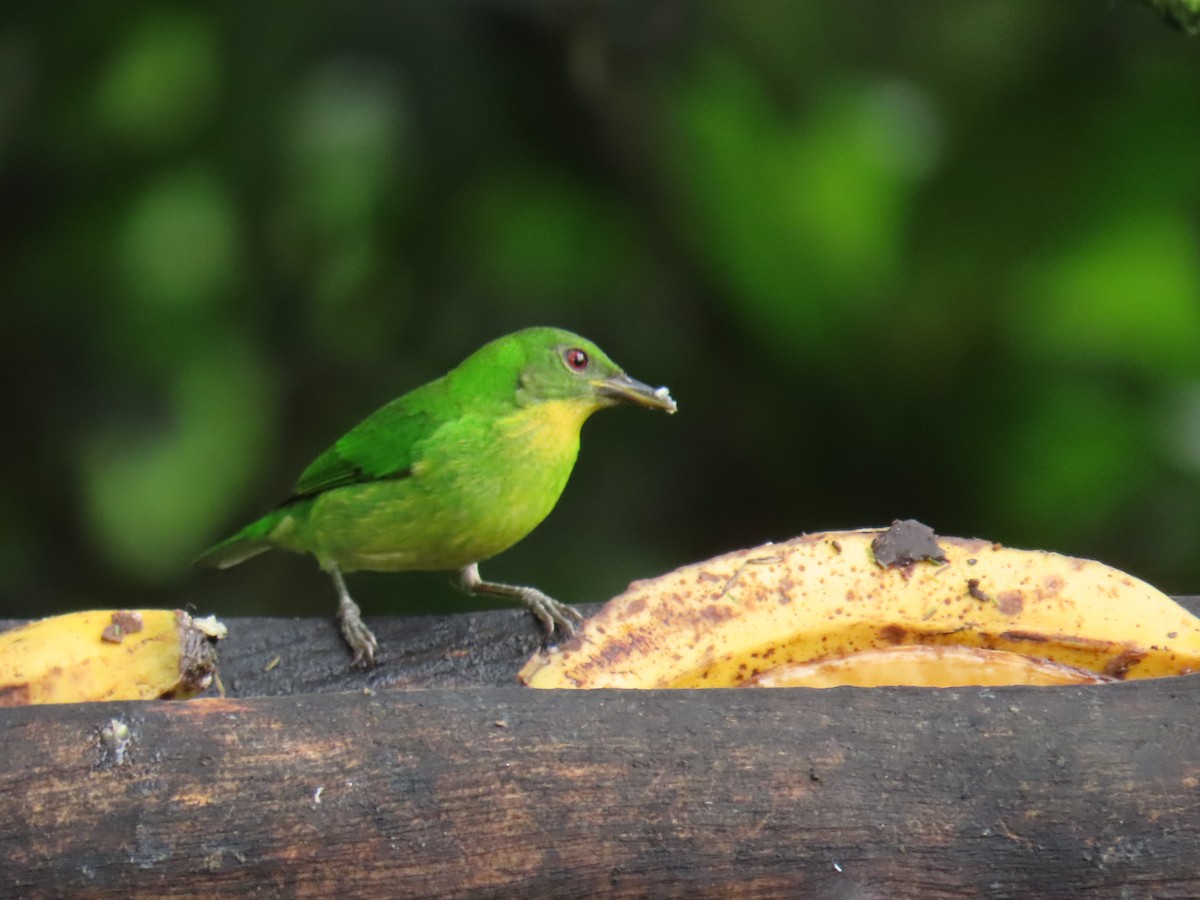 Green Honeycreeper - ML645855540