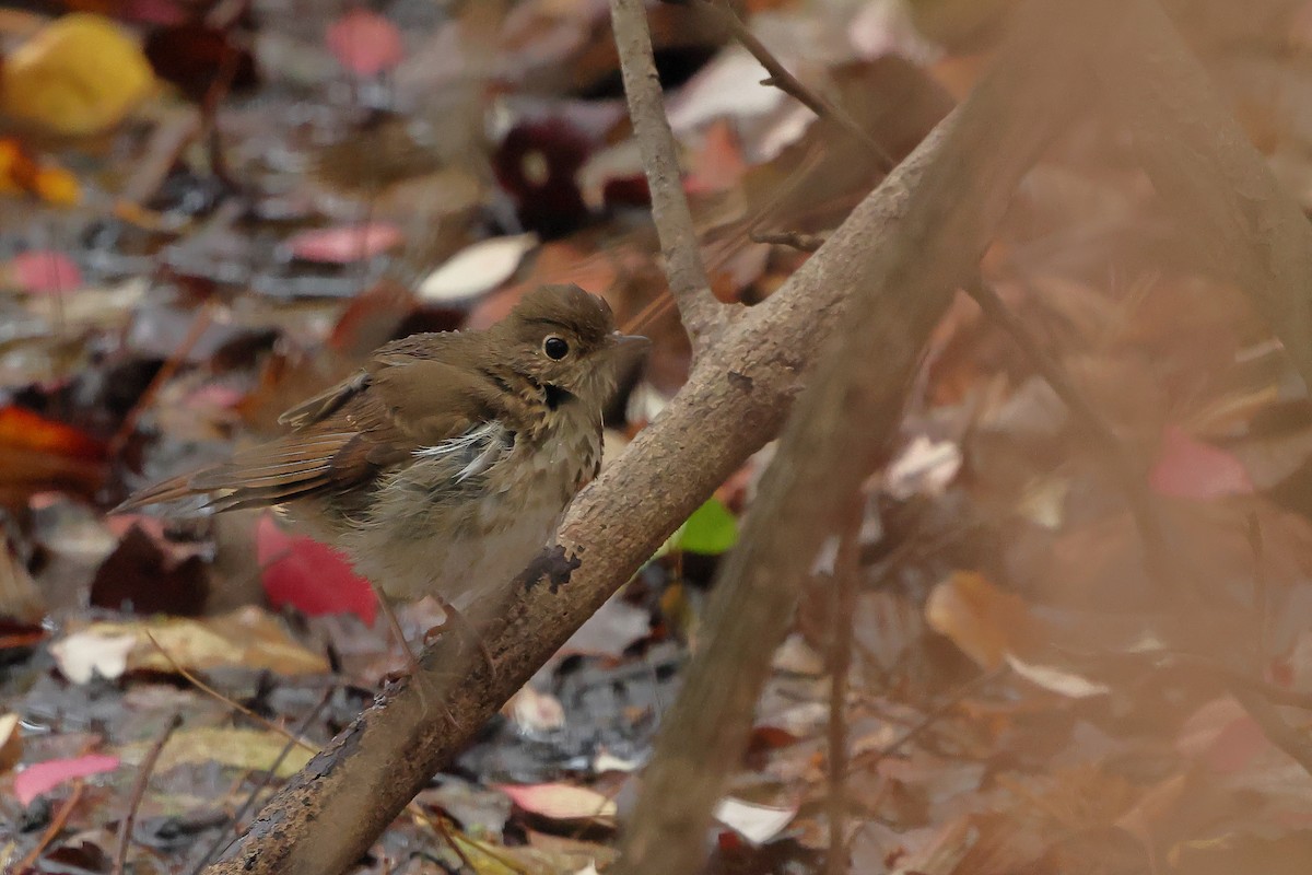 Hermit Thrush - ML645855546
