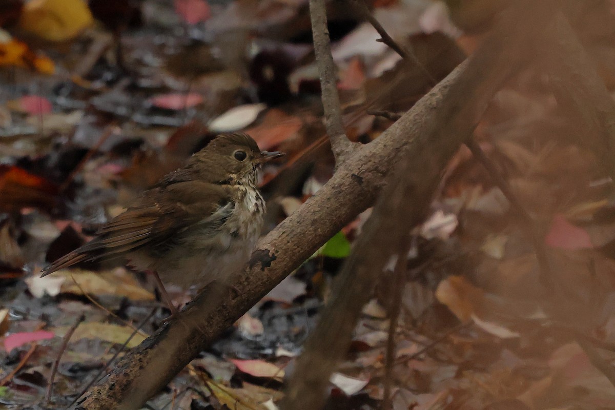 Hermit Thrush - ML645855547