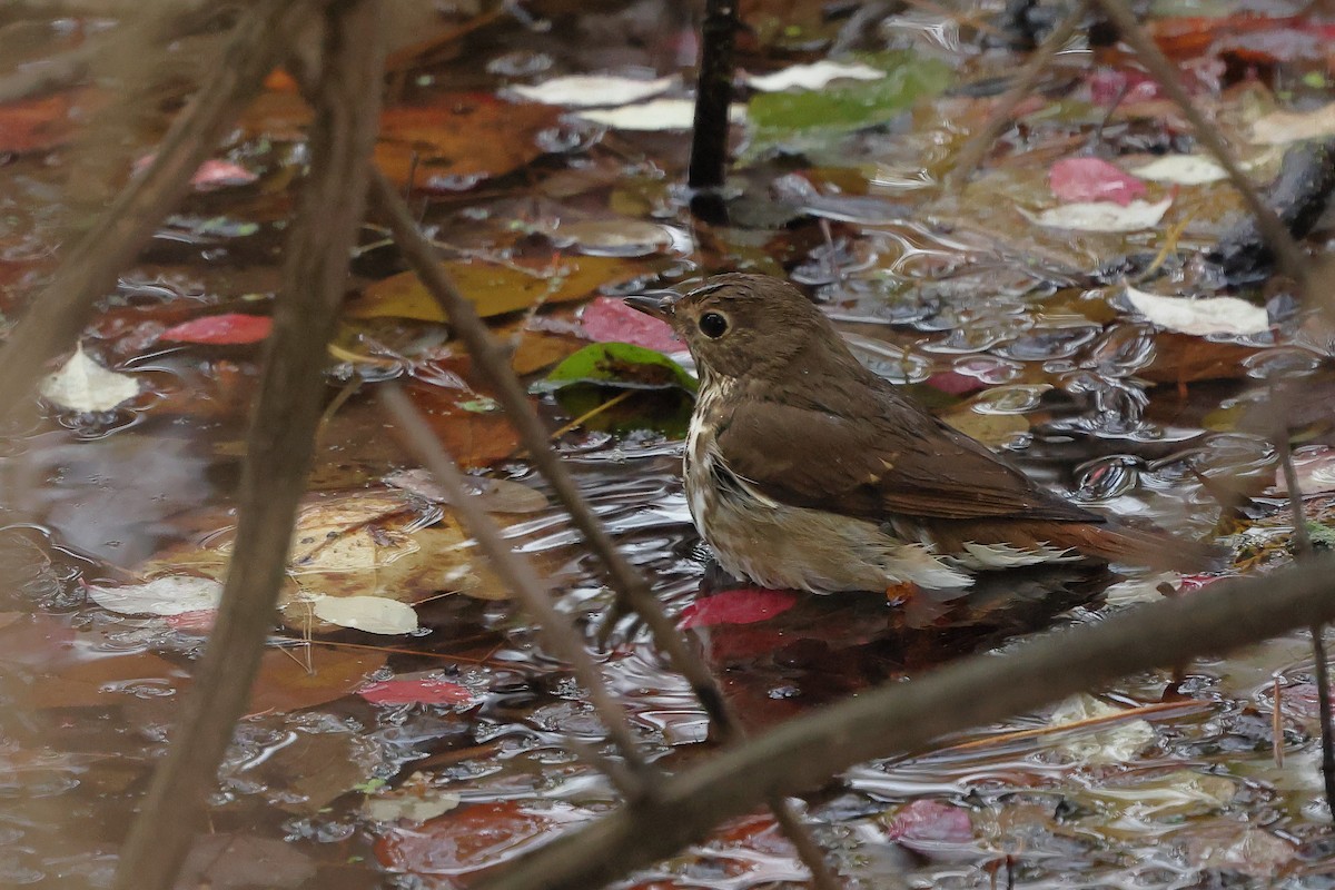 Hermit Thrush - ML645855548