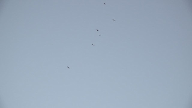 kanariseiler - ML645855556