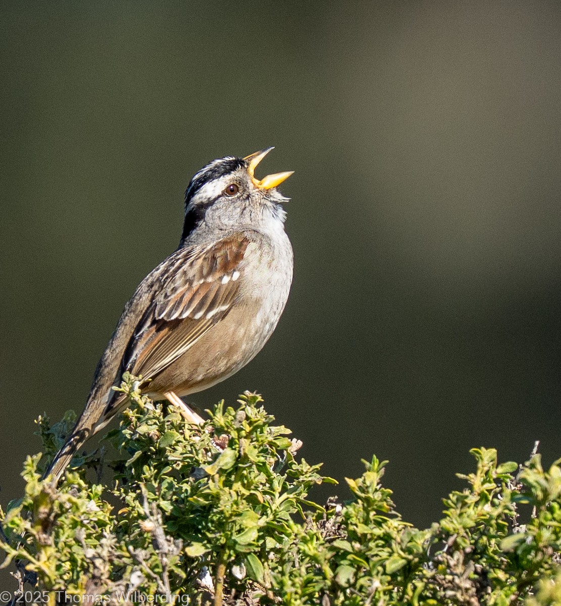 White-crowned Sparrow - ML645855557