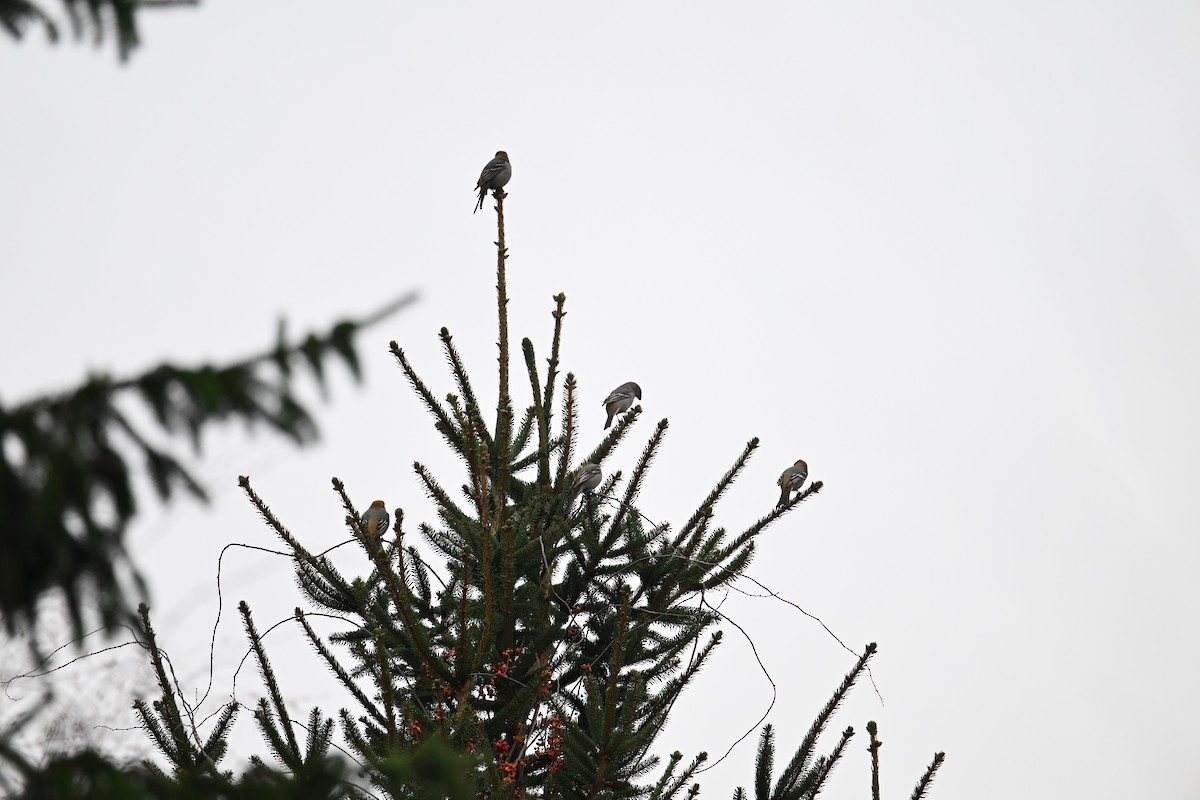 Pine Grosbeak - ML645855558