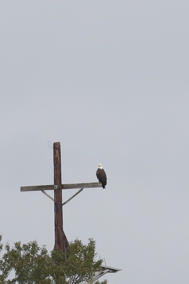 Bald Eagle - ML645855559