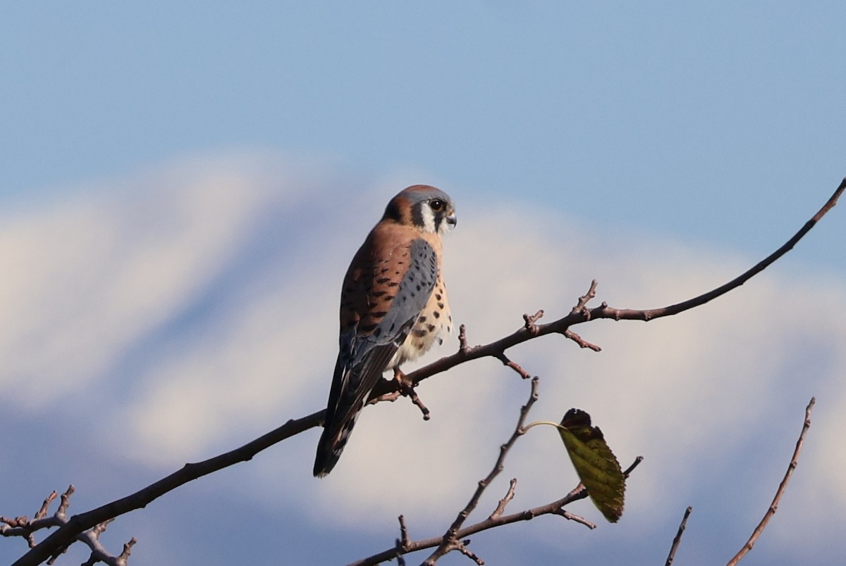 American Kestrel - ML645855560