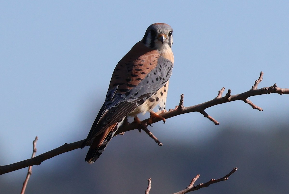 American Kestrel - ML645855561
