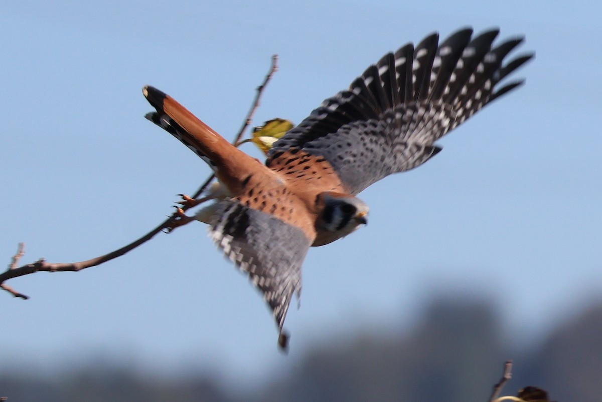 American Kestrel - ML645855562