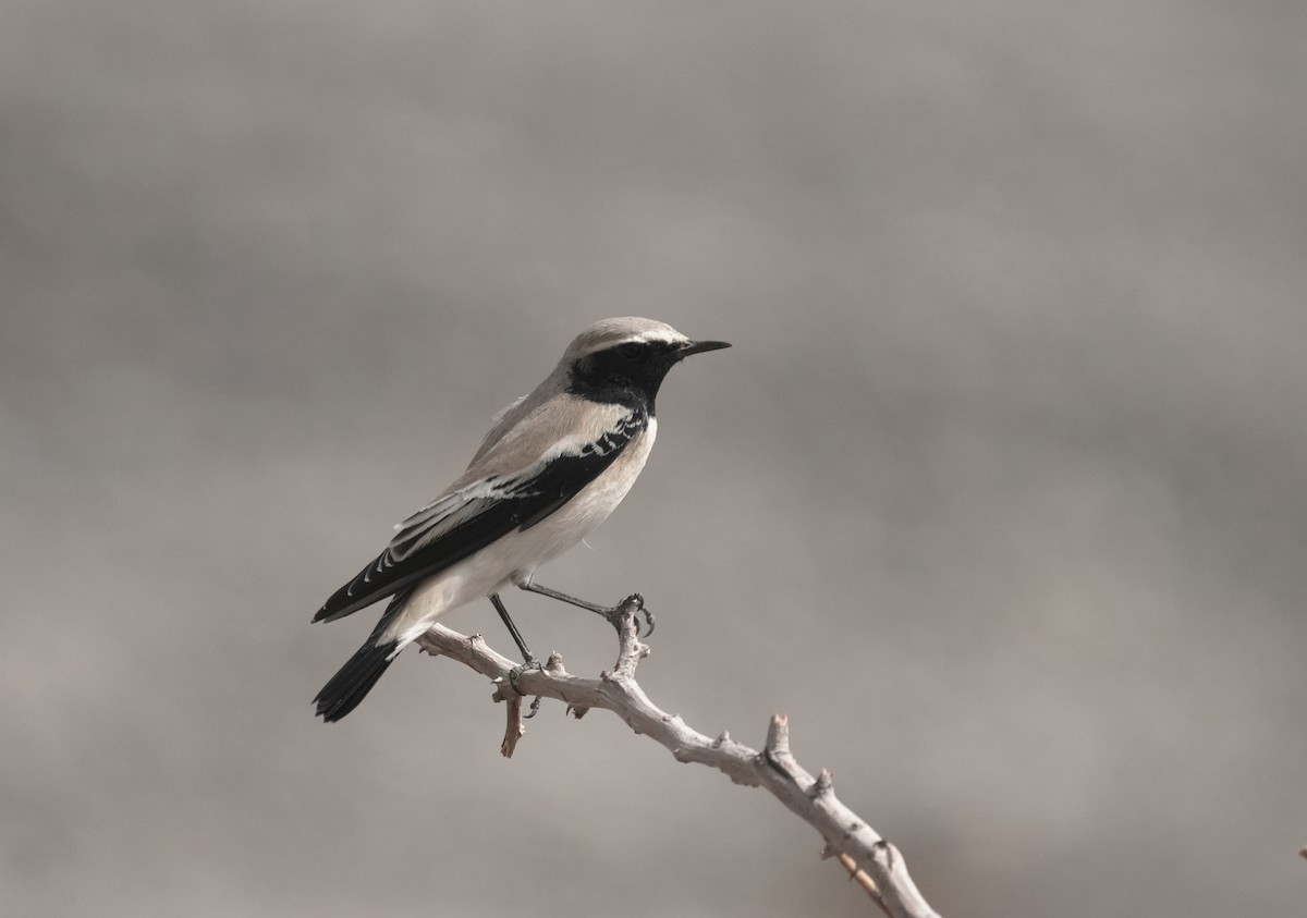 Desert Wheatear - ML645855563