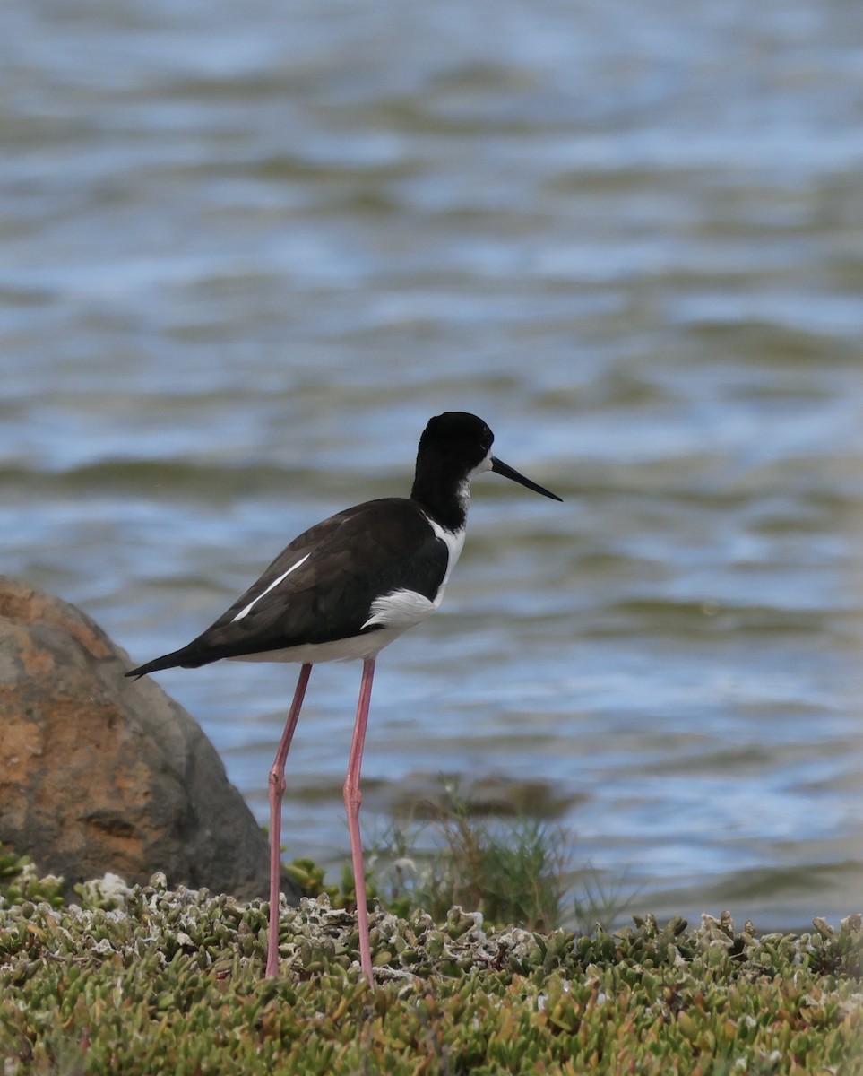 Black-necked Stilt (Hawaiian) - ML645855564