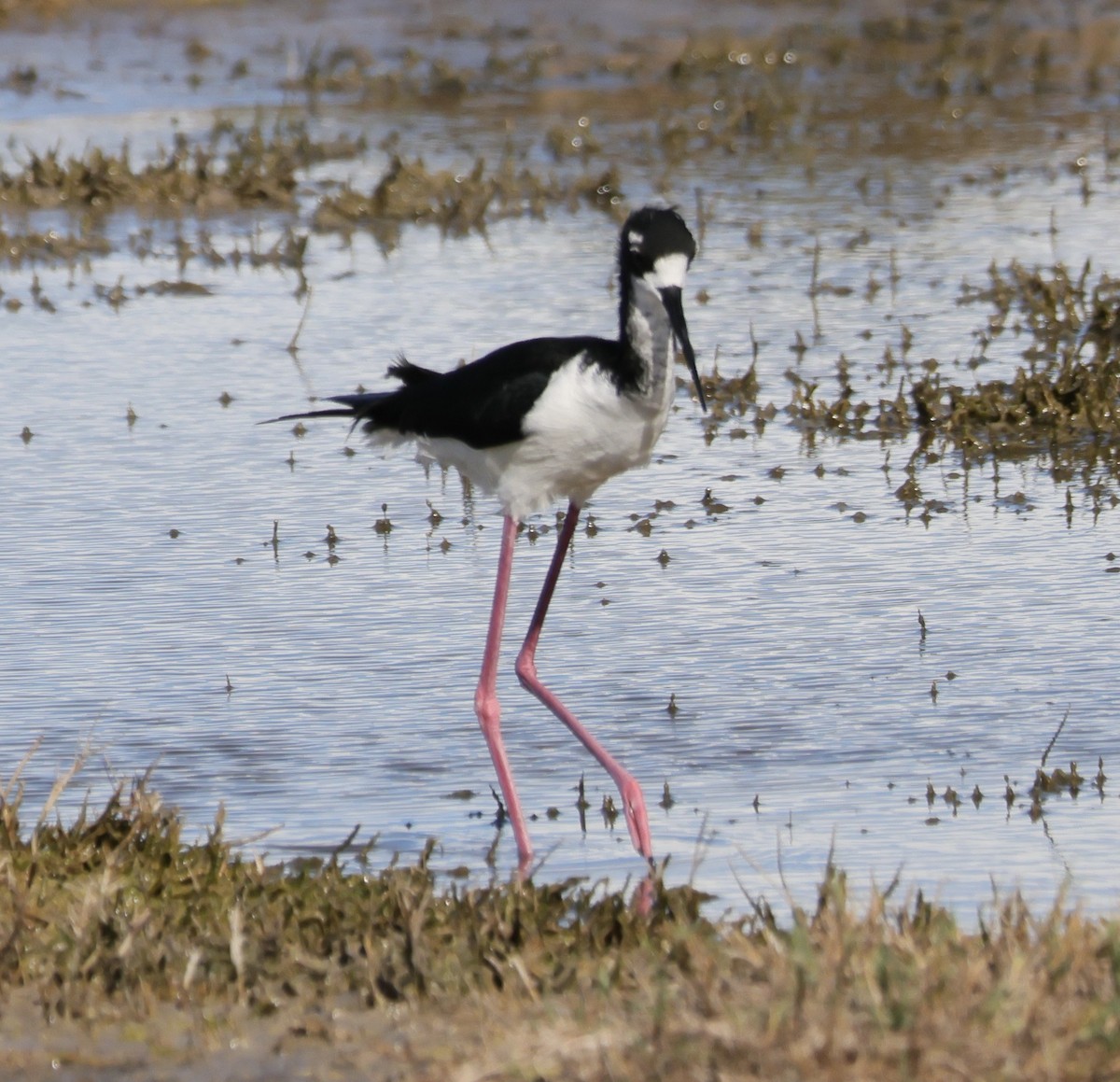 Black-necked Stilt (Hawaiian) - ML645855565