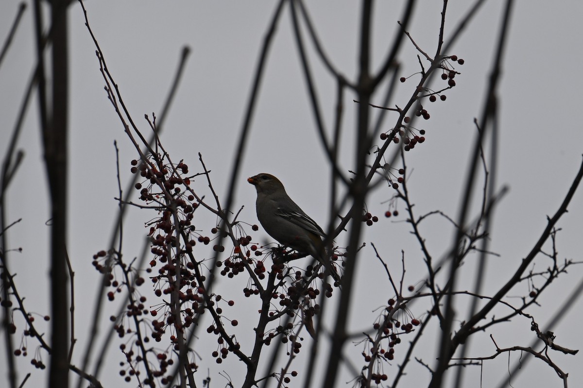 Pine Grosbeak - ML645855566