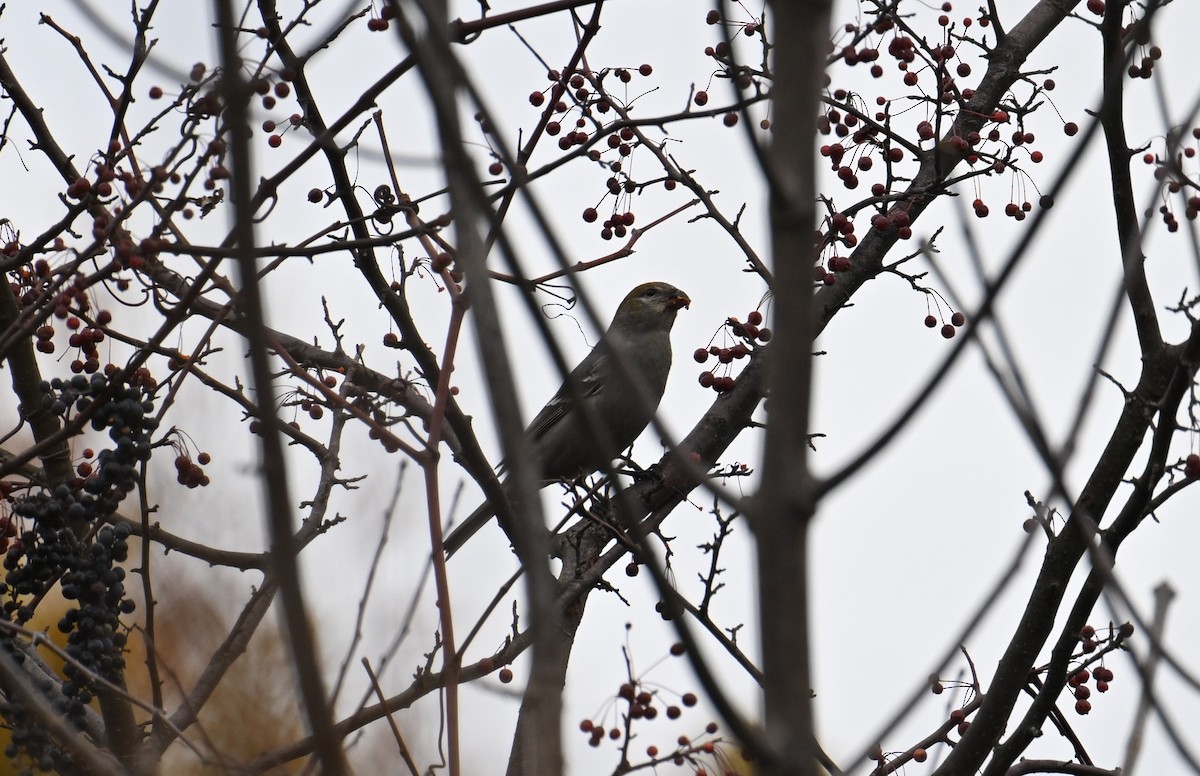 Pine Grosbeak - ML645855567