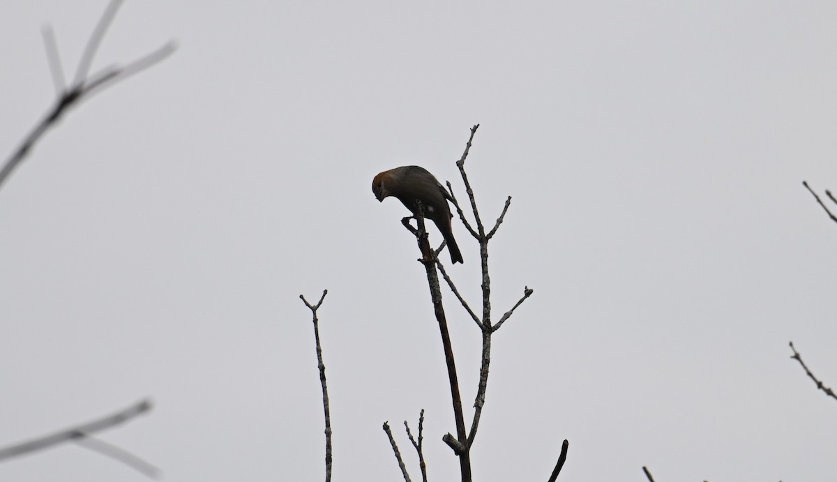 Pine Grosbeak - ML645855568