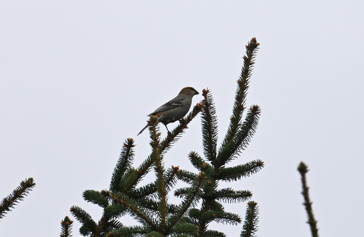Pine Grosbeak - ML645855569
