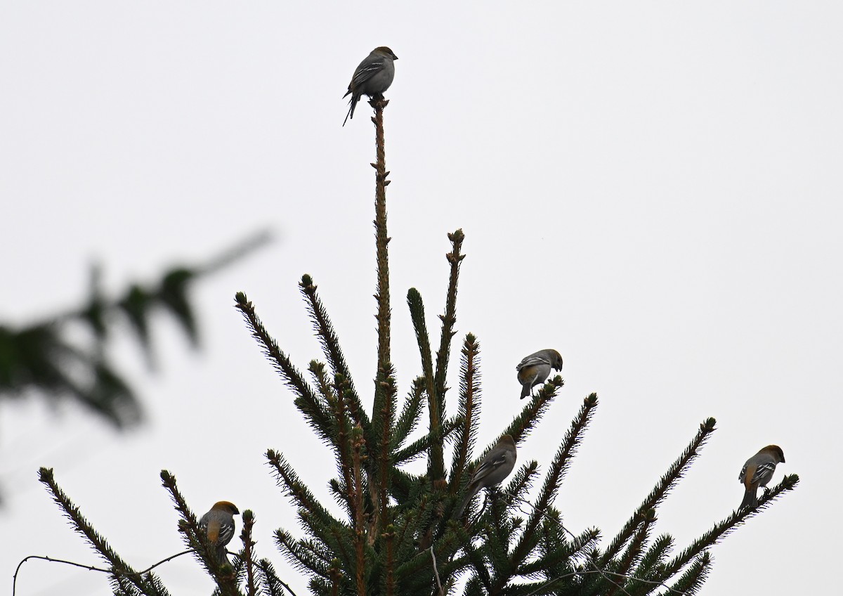 Pine Grosbeak - ML645855570