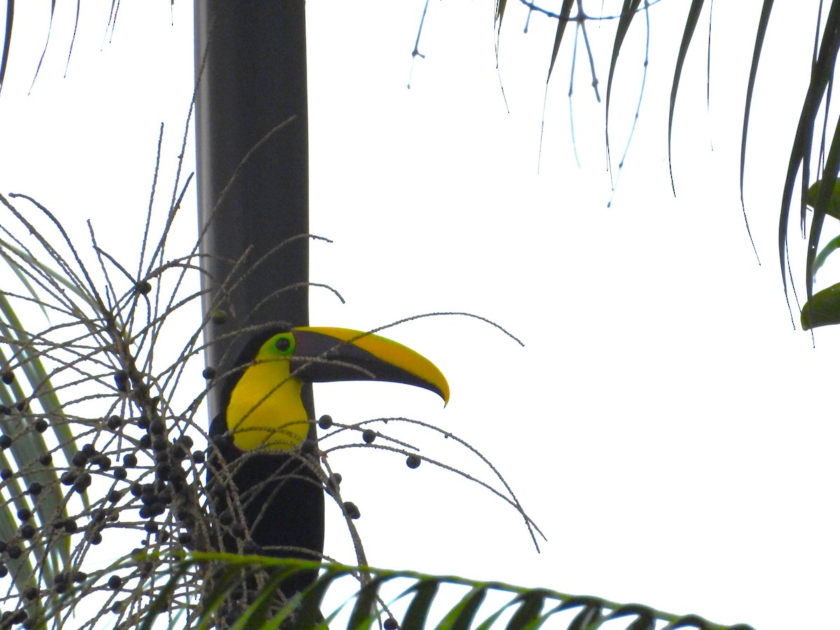 Yellow-throated Toucan - ML645855572