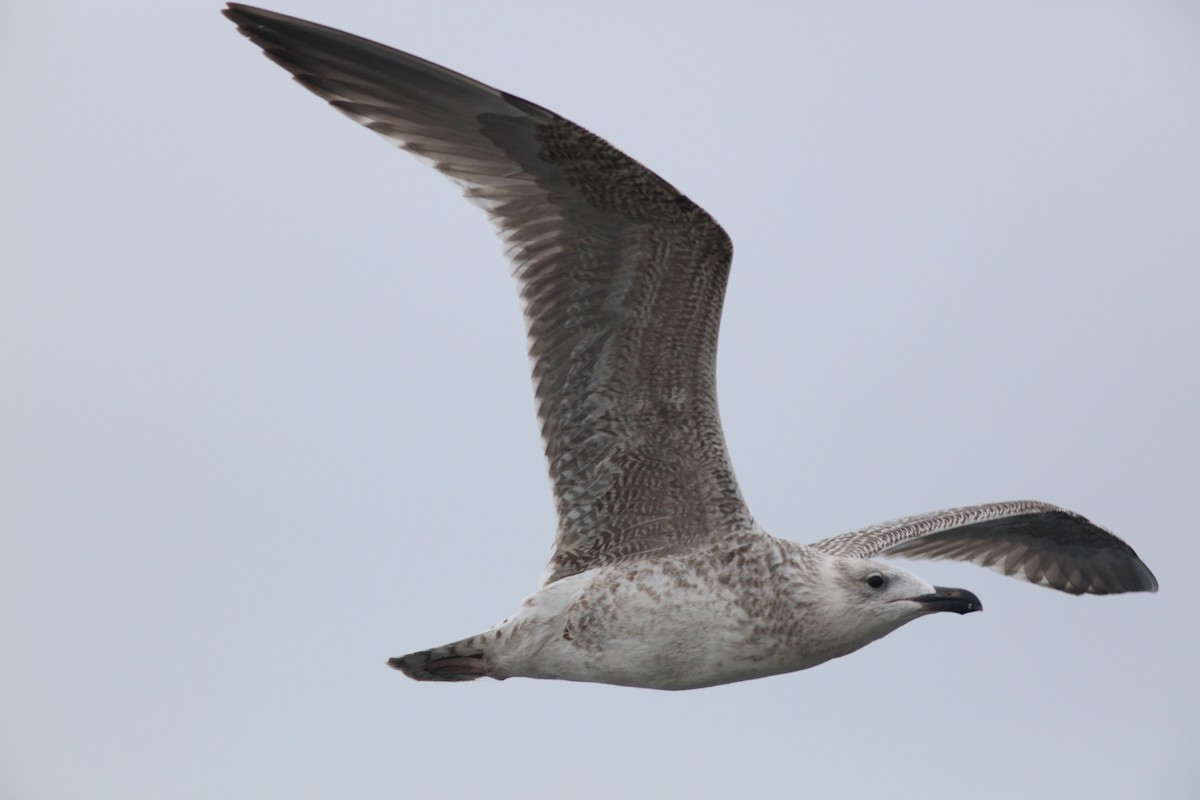 Great Black-backed Gull - ML645855573