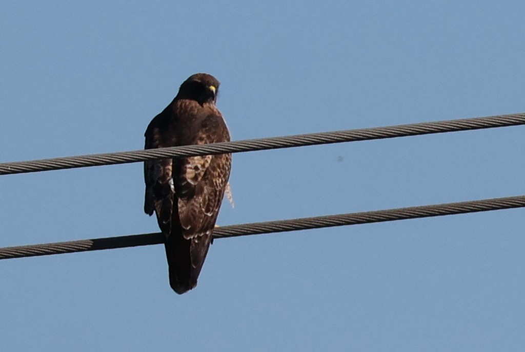 Red-tailed Hawk - ML645855574