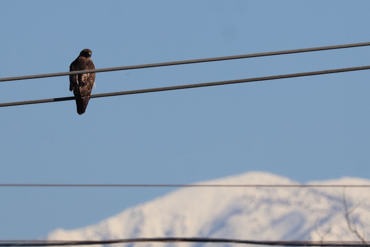 Red-tailed Hawk - ML645855575