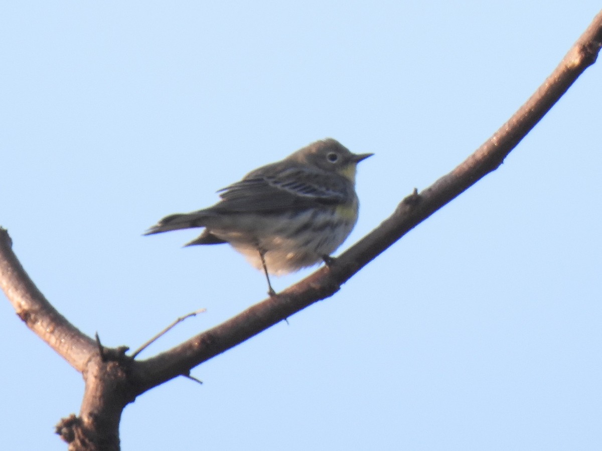 Yellow-rumped Warbler - ML645855576