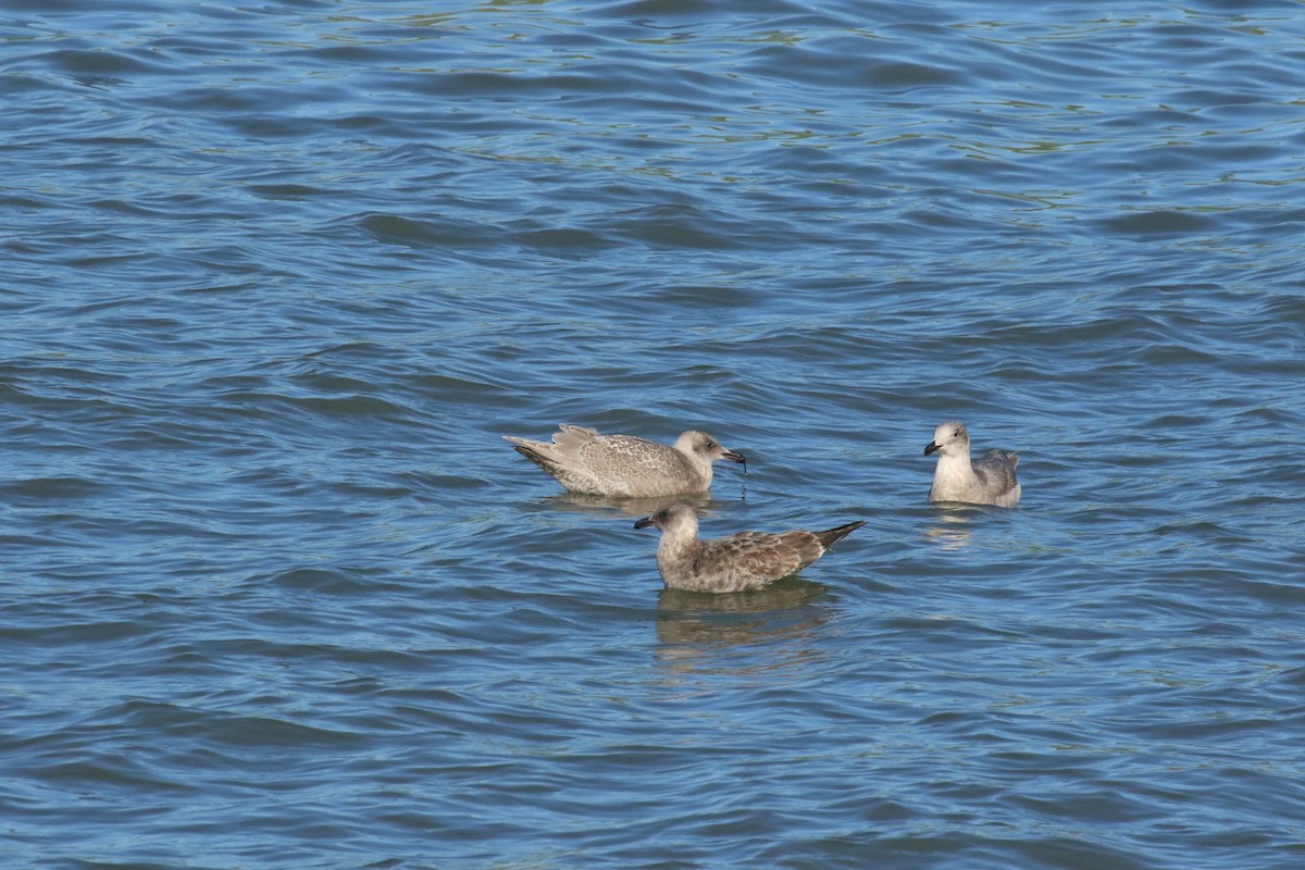 American Herring Gull - ML645855578