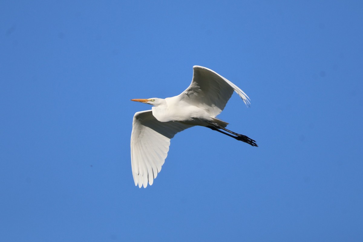 Great Egret - ML645855579