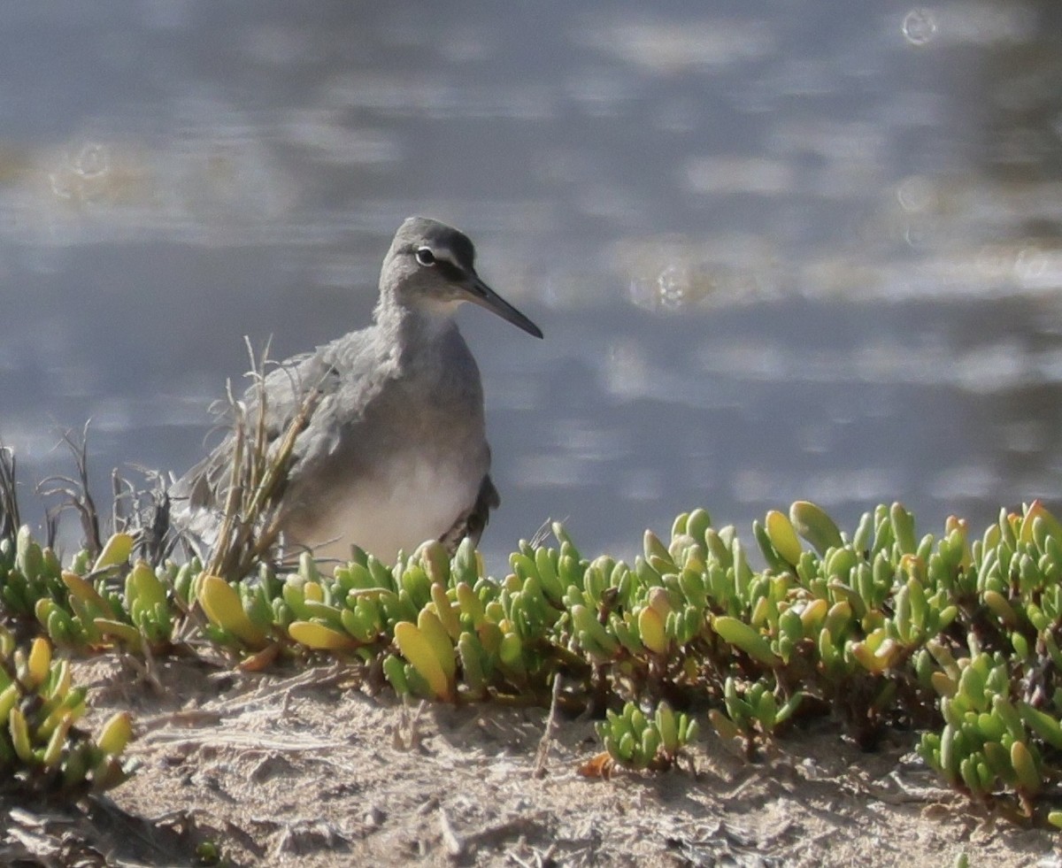 Wandering Tattler - ML645855580