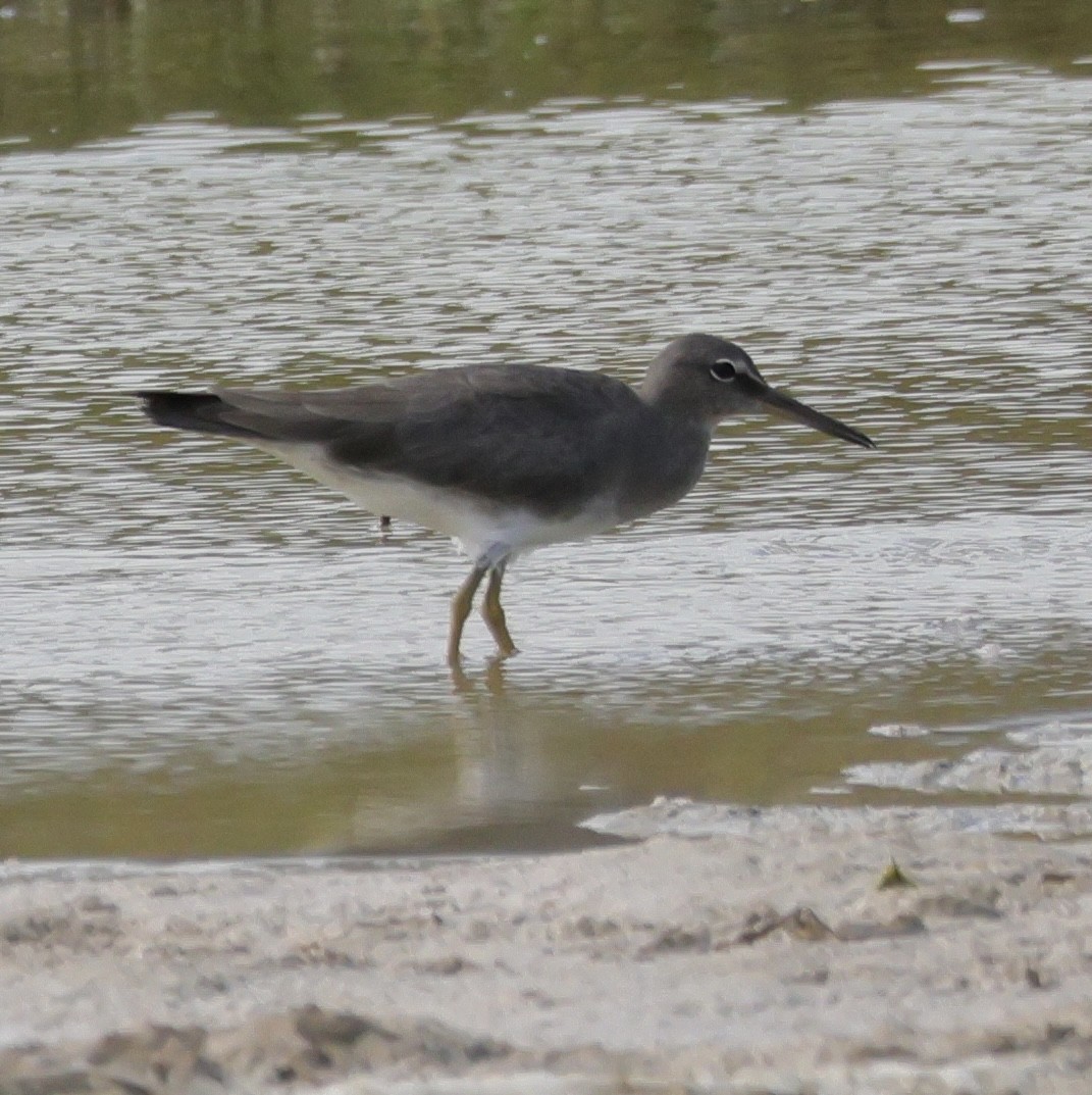 Wandering Tattler - ML645855581