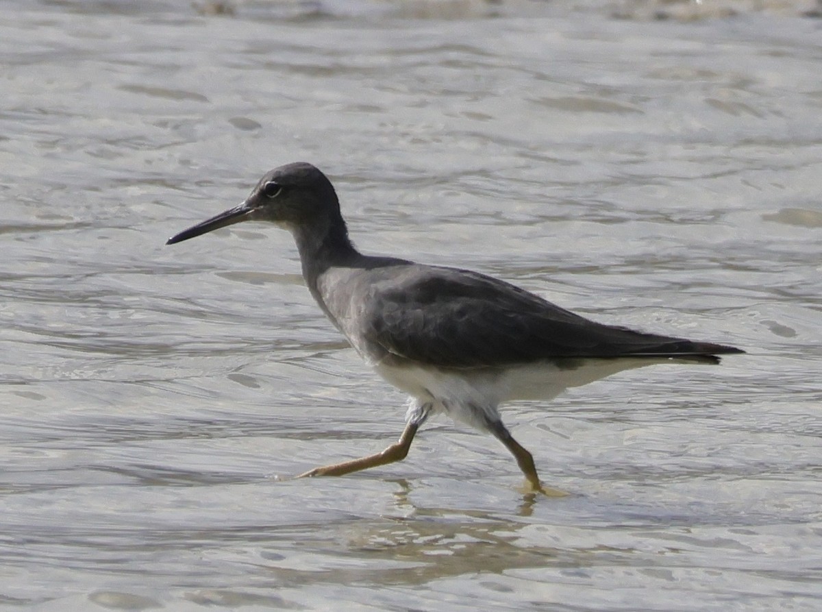 Wandering Tattler - ML645855582