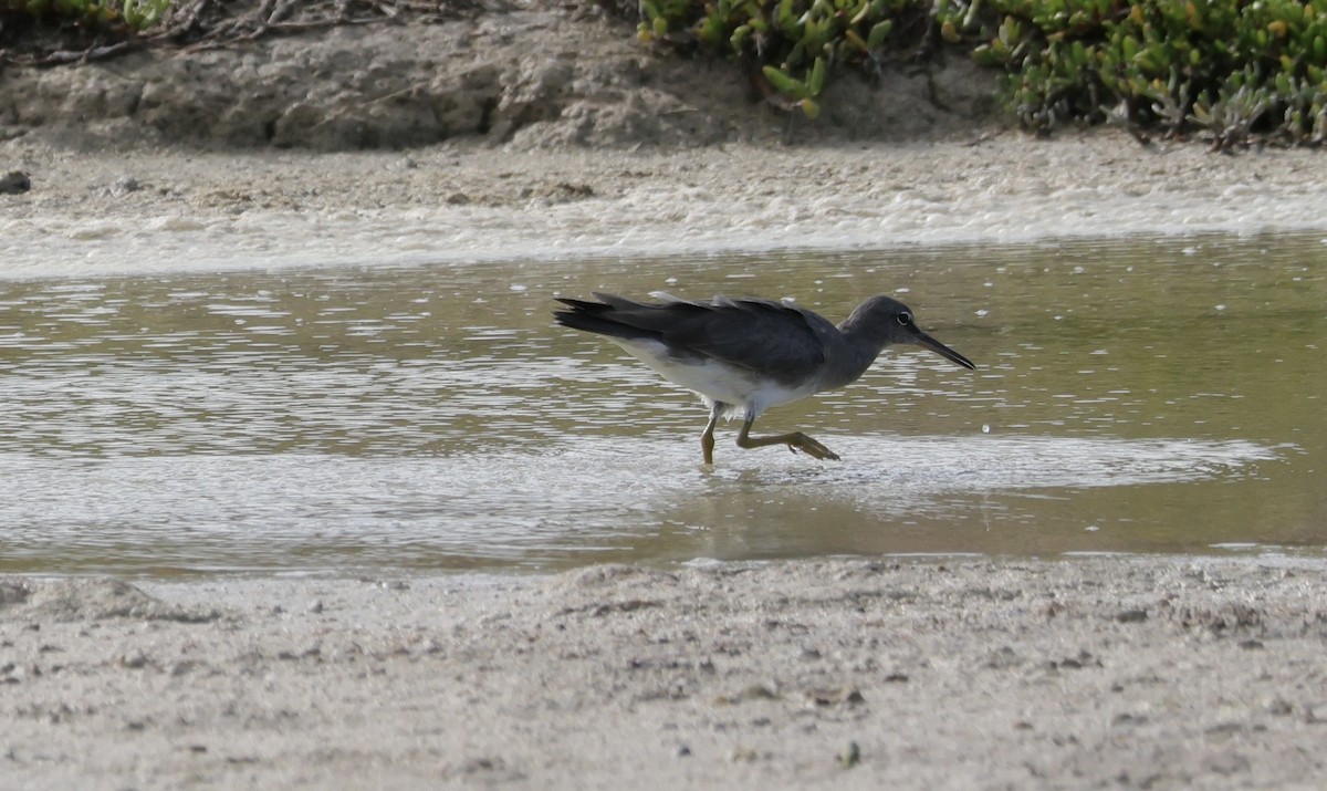 Wandering Tattler - ML645855583