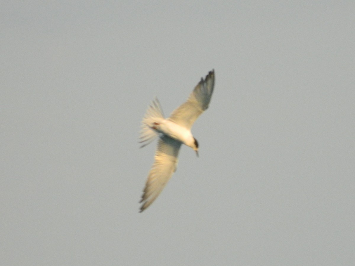 Common Tern - ML645855590