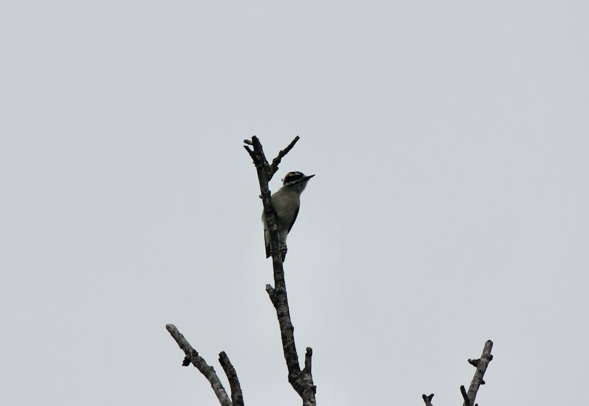 Downy Woodpecker - ML645855591