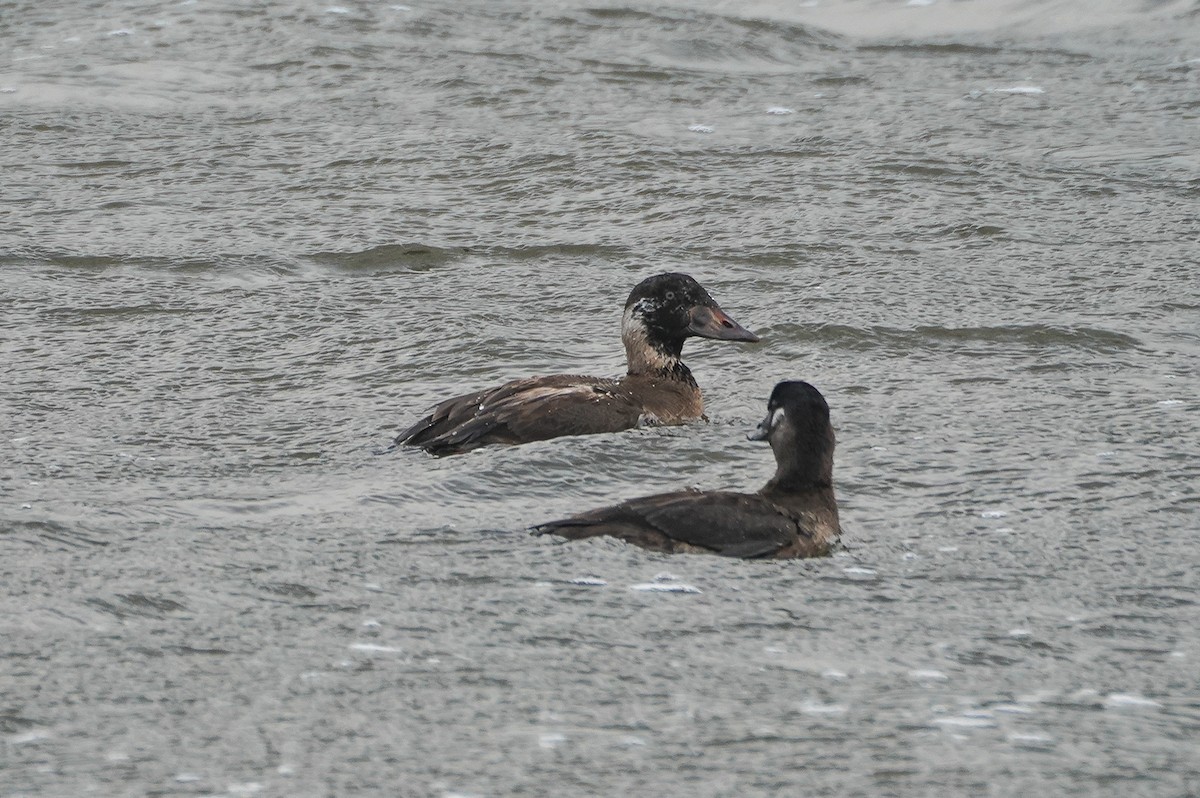 Surf Scoter - ML645855592