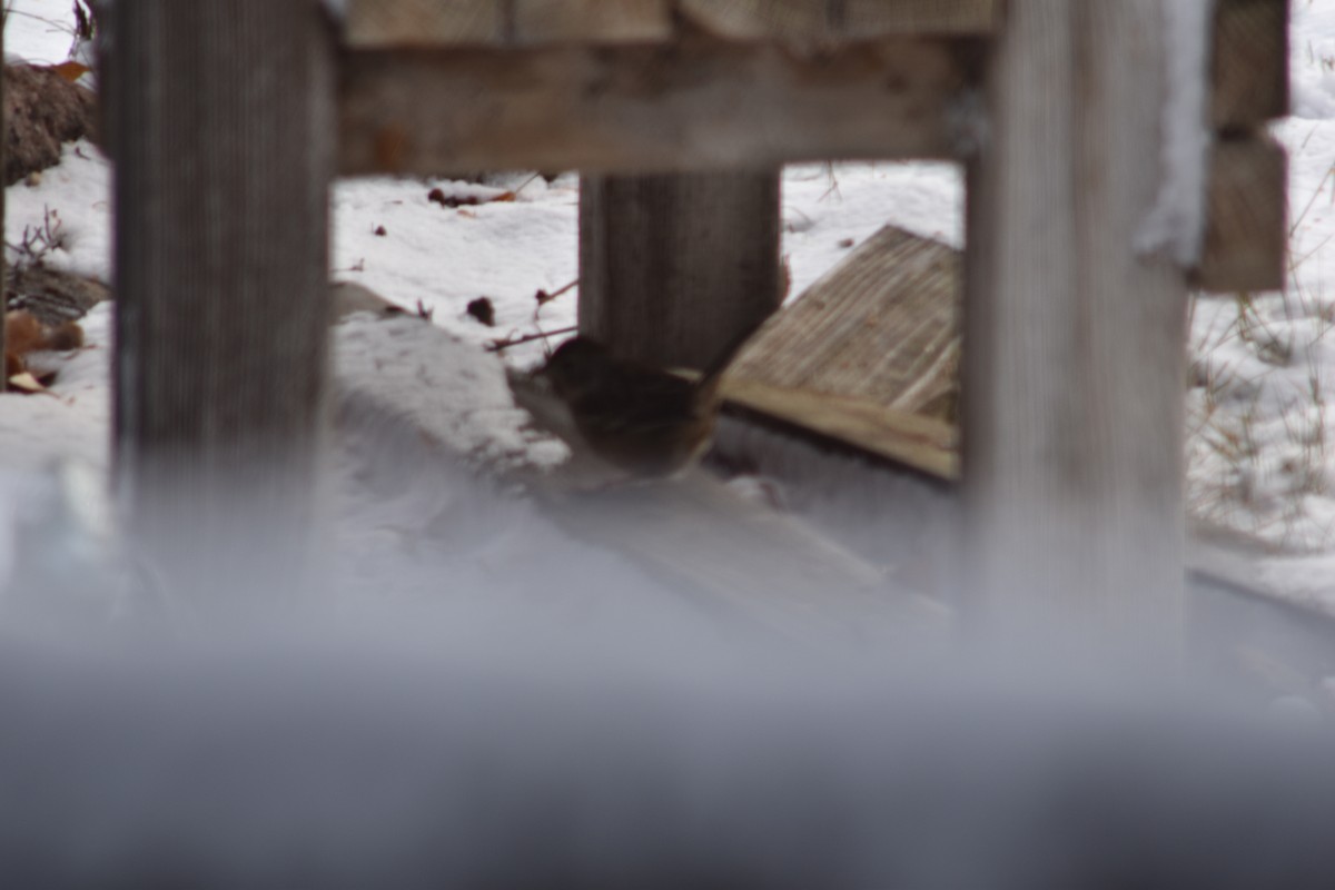 Golden-crowned Sparrow - ML645855593