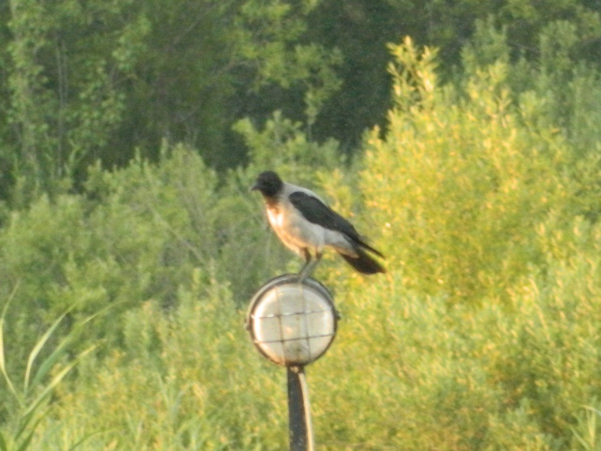 Hooded Crow - ML645855594