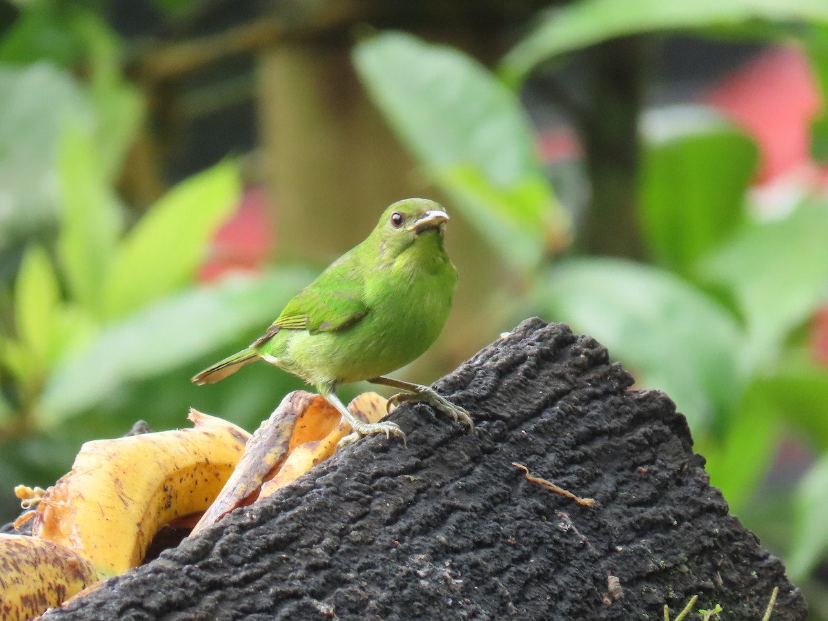 Green Honeycreeper - ML645855605