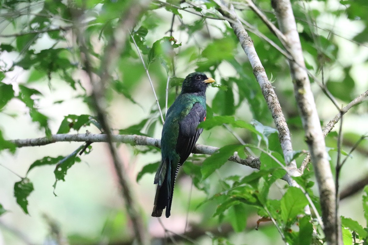 Collared Trogon - ML645855606