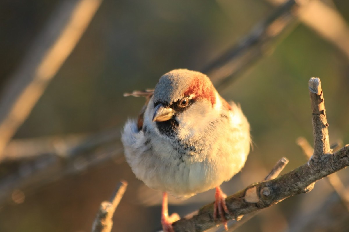 House Sparrow - ML645855607