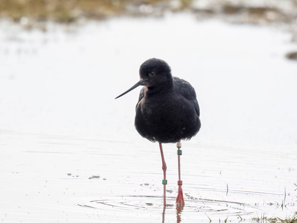 クロセイタカシギ - ML645855609