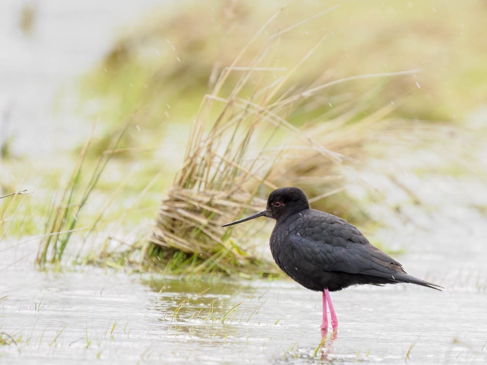 クロセイタカシギ - ML645855610