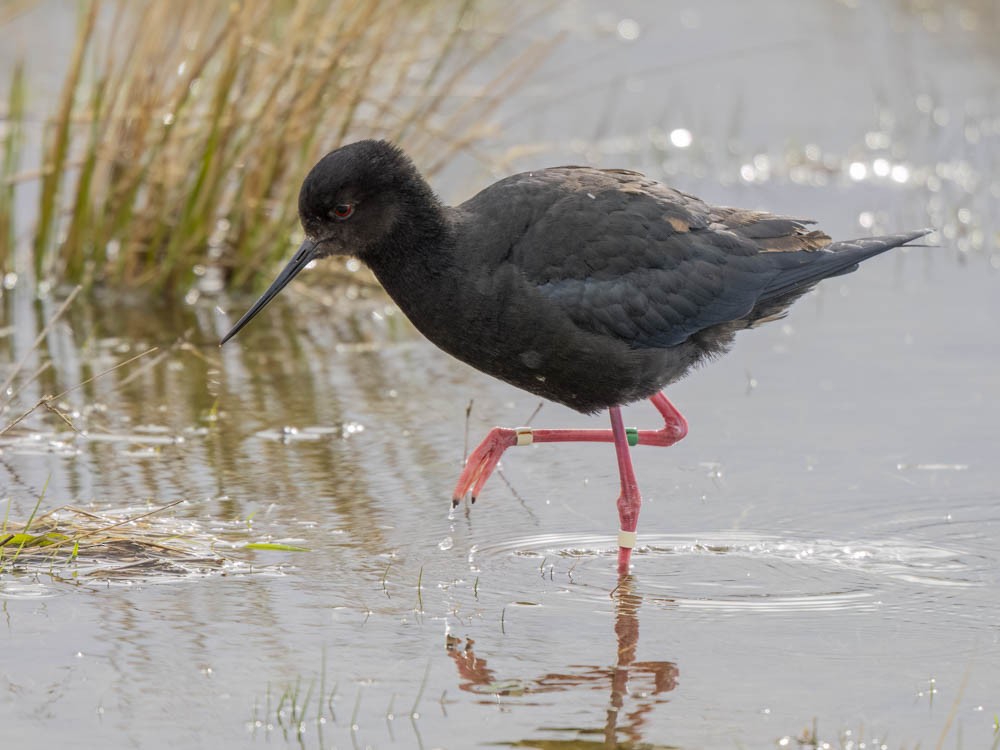 クロセイタカシギ - ML645855612