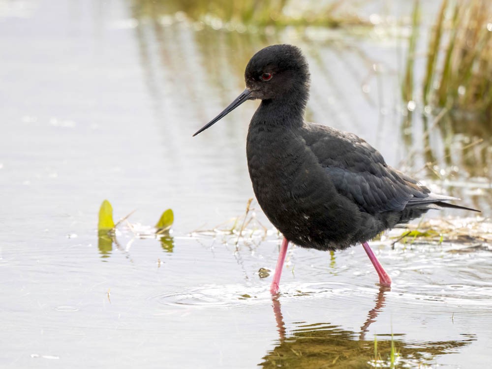 クロセイタカシギ - ML645855615