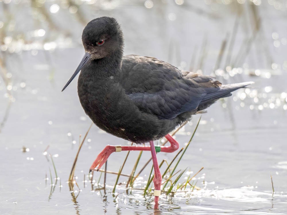 クロセイタカシギ - ML645855616