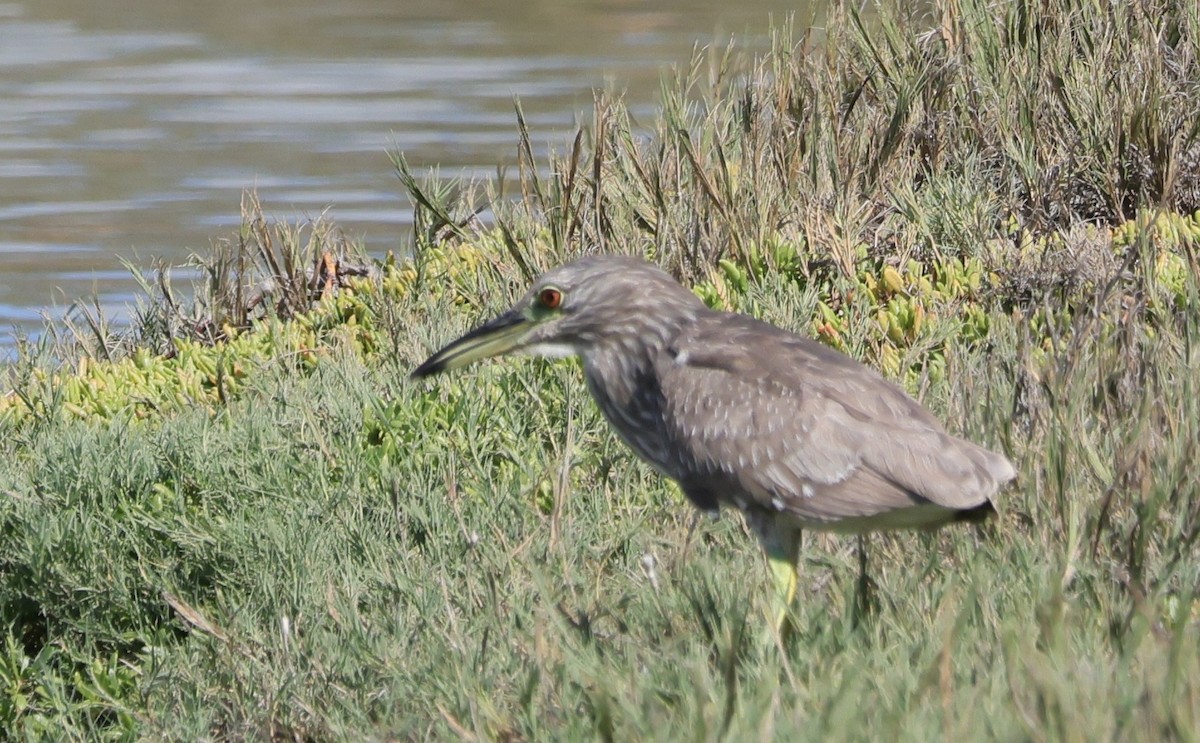 Black-crowned Night Heron - ML645855618