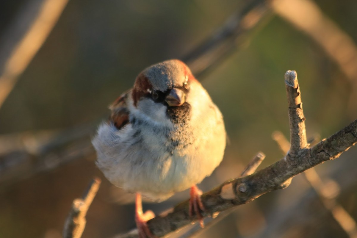 House Sparrow - ML645855619