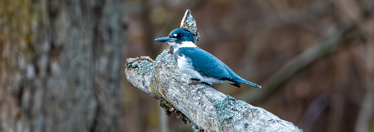 Belted Kingfisher - ML645855620